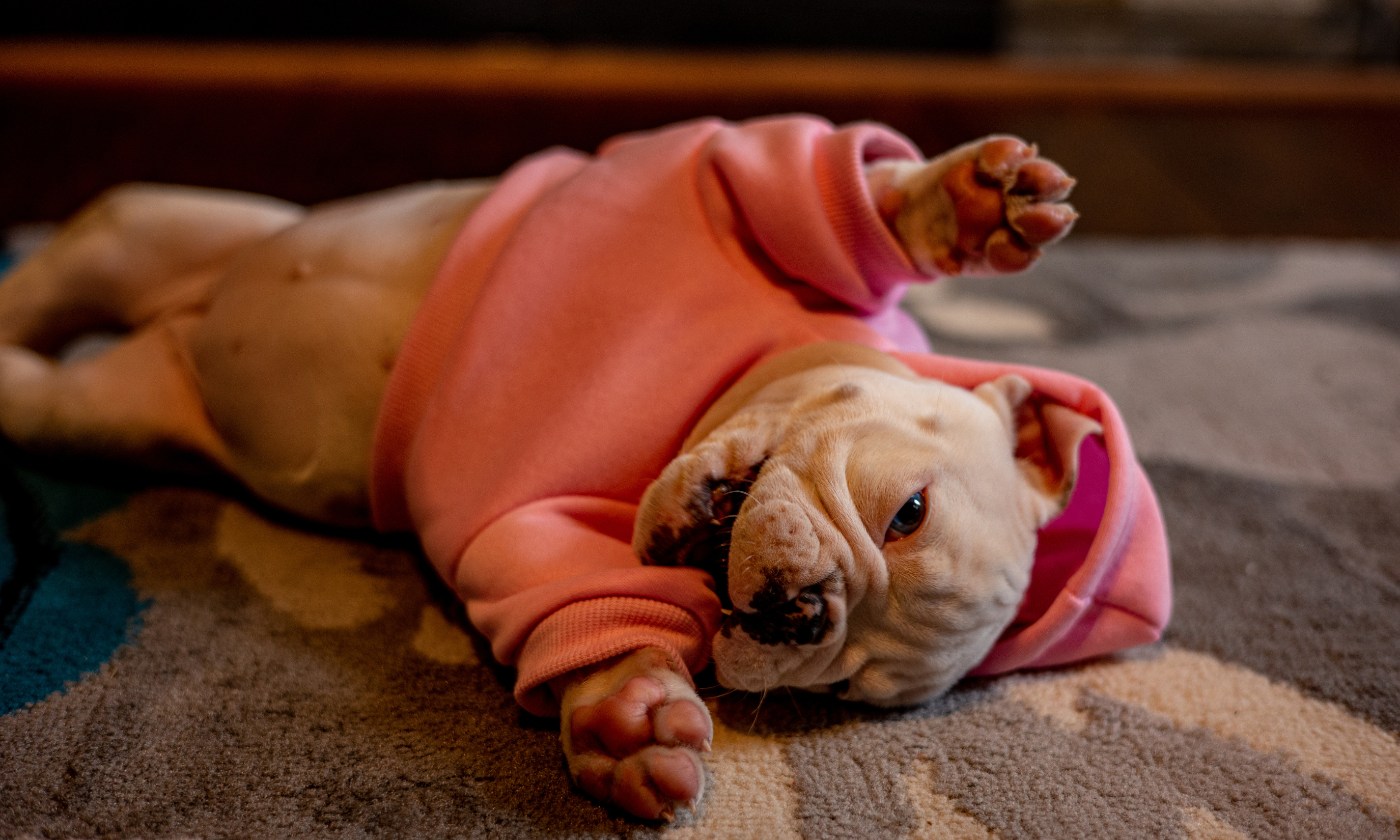 PAW HAVEN PARA PERROS Y GATOS